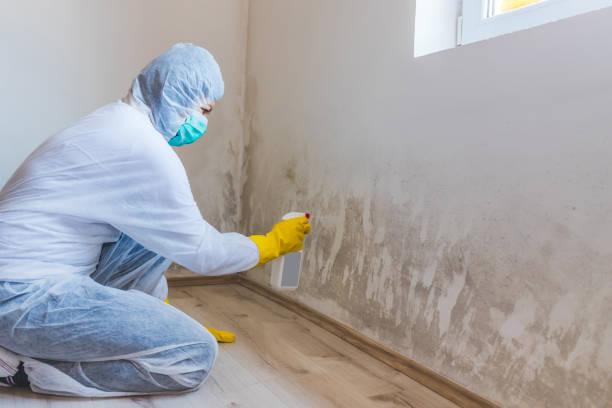 Licensed Mold Cleanup service in Katy, TX - WQB Mold Removal