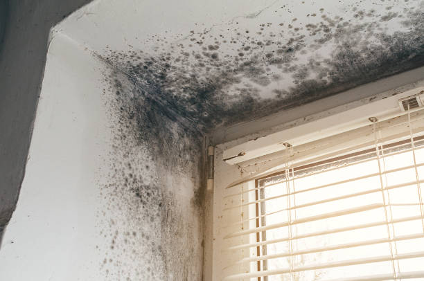 Affordable Mold Cleanup solutions in Katy, TX